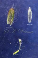  Parts of Pedicelled spikelet